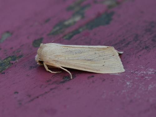 Réf. 359 730 : Rhizedra lutosa